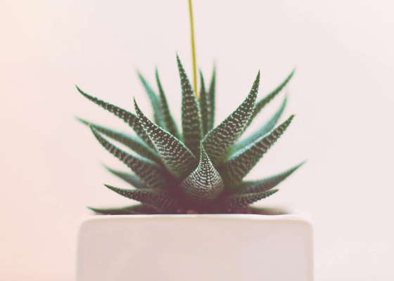 Closeup photography of a green plant in a squared pot