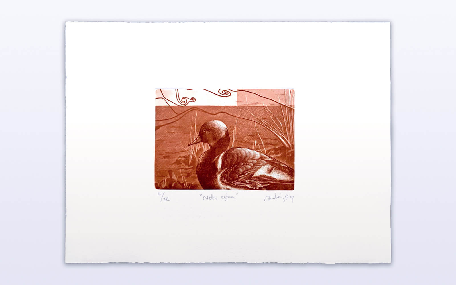 Aquatint and drypoint on copper showing a duck in a river environment