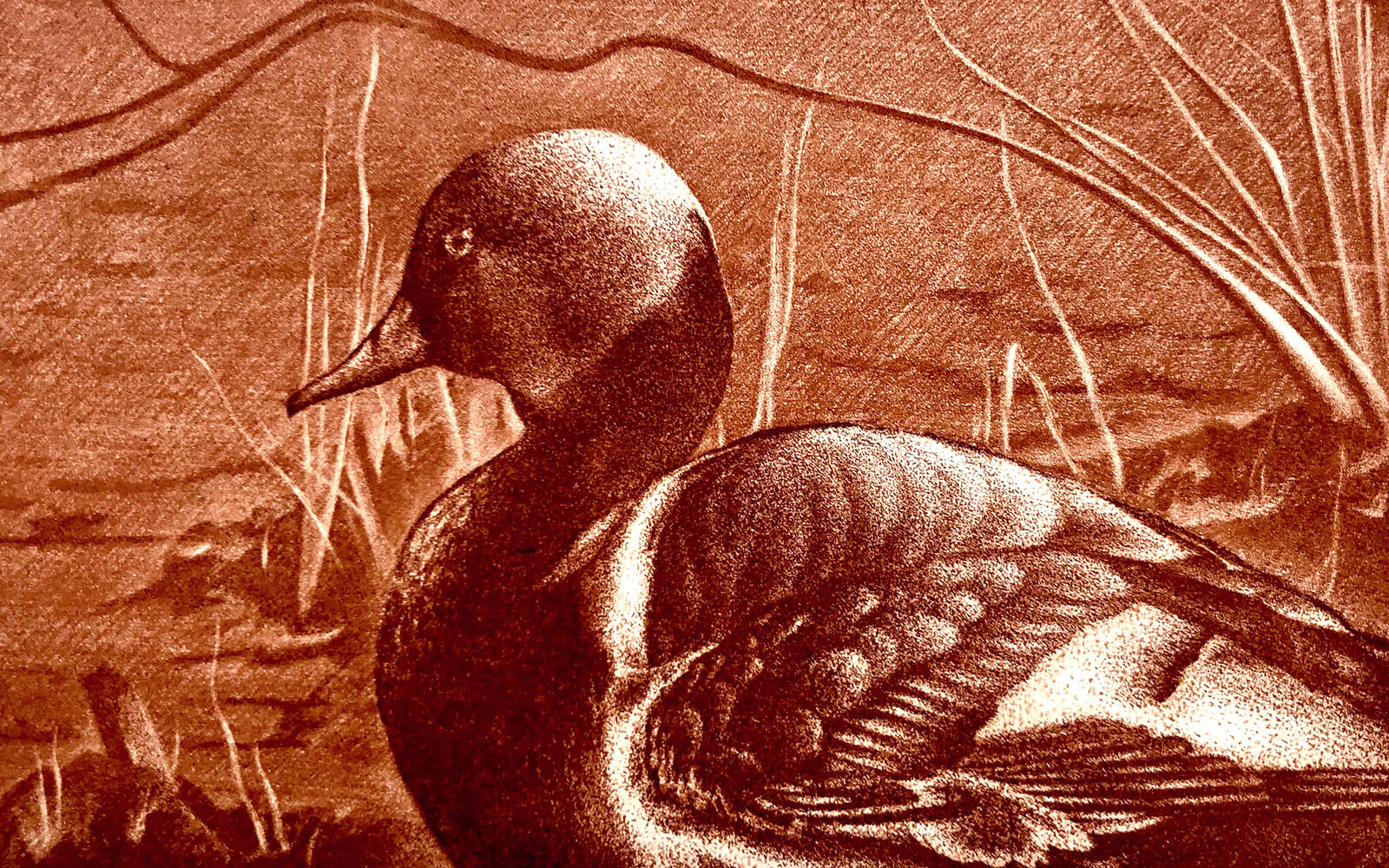 Detail of the duck showing the body of the bird, both its plumage and the head and beak